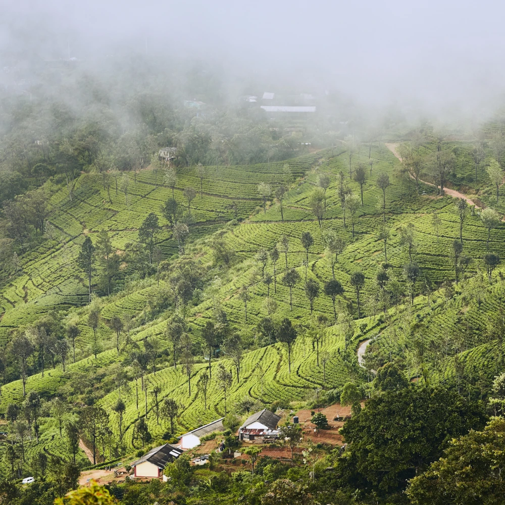 Scenic tea plantation covered in mist reflecting natural setting where the premium tea is cultivated