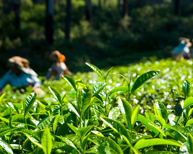 Expansive Pembroke tea plantation in India known for eco-friendly cultivation and green landscapes