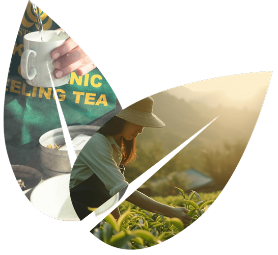 Pembroke - Premium Indian Tea Manufacturer in India